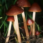 Conocybe: Descubra as Características Distintas e o Potencial Psicodélico desses Cogumelos