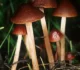 Conocybe: Descubra as Características Distintas e o Potencial Psicodélico desses Cogumelos