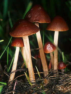 Conocybe: Descubra as Características Distintas e o Potencial Psicodélico desses Cogumelos