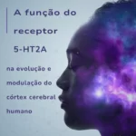 A Influência do Receptor 5-HT2A na Formação do Córtex Cerebral